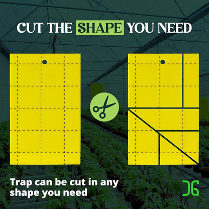 Catchmaster GRO Yellow Regular Double Sided Sticky Traps 72PK, Adhesive Bug & Fruit Fly Trap, Pest Control for Home, Farm, Garden, Hydroponics & Greenhouse, Protect Live Plants Indoor & Outdoor